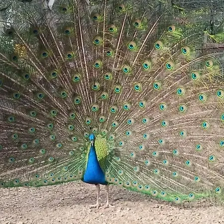 Il Giardino Dei Pavoni Guest house *