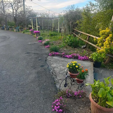 Affittacamere Il Giardino Dei Pavoni *