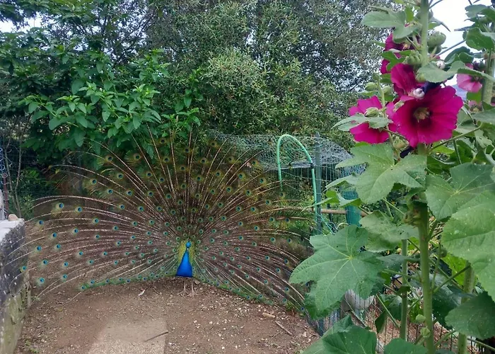 Il Giardino Dei Pavoni Gæstehus Soviore