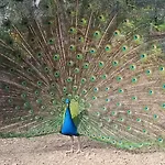 Il Giardino Dei Pavoni Pensionat 3*