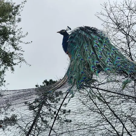 Il Giardino Dei Pavoni