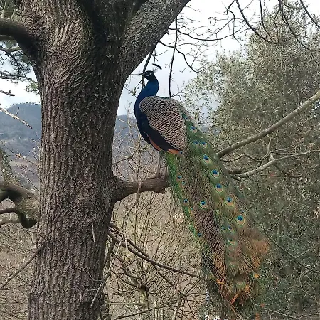Il Giardino Dei Pavoni Soviore