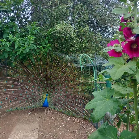 Il Giardino Dei Pavoni ゲストハウス Soviore