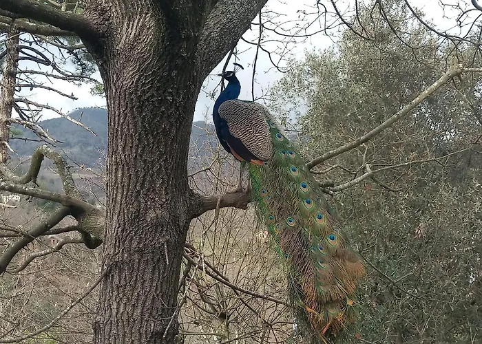 Il Giardino Dei Pavoni Soviore