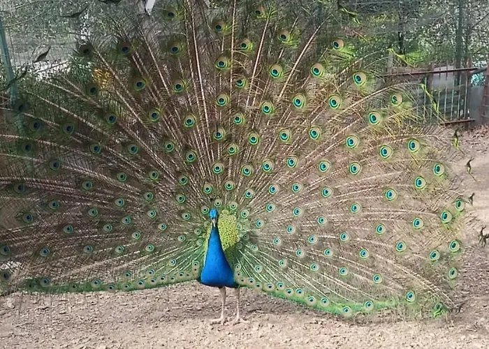 Il Giardino Dei Pavoni Pensionat 3*