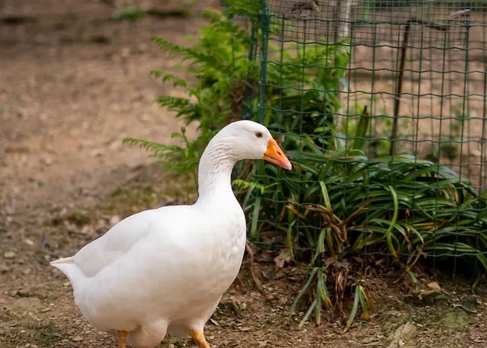 Il Giardino Dei Pavoni Pensionat Soviore